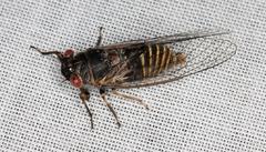 Popplepsalta notialis