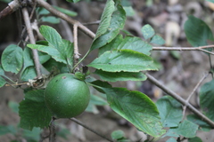 Randia nicaraguensis