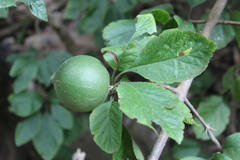 Randia nicaraguensis