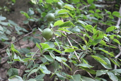 Randia nicaraguensis