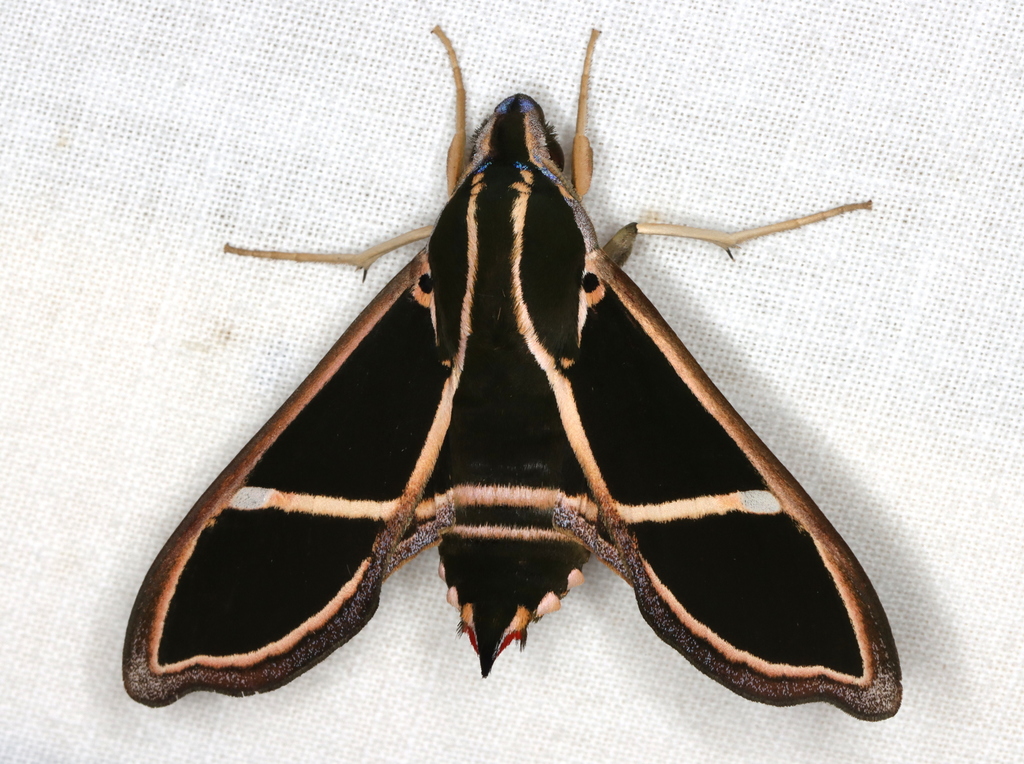 Cizara ardeniae