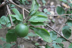 Randia nicaraguensis