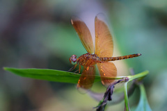 Neurothemis fluctuans