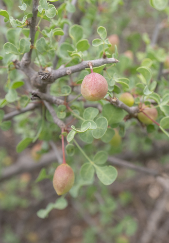 Commiphora foliacea