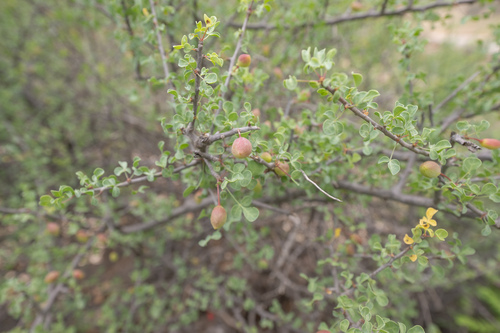 Commiphora foliacea