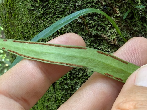 Ananthacorus angustifolius observed 2025-10-15
