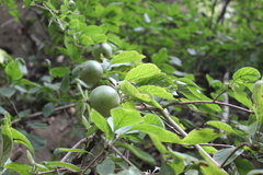 Randia nicaraguensis