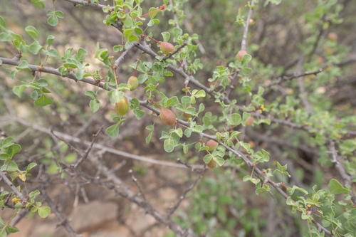 Commiphora foliacea