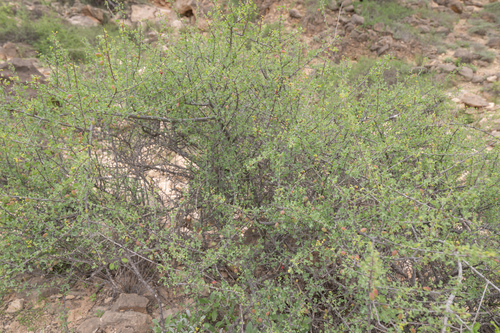 Commiphora foliacea