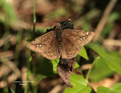 Erynnis juvenalis