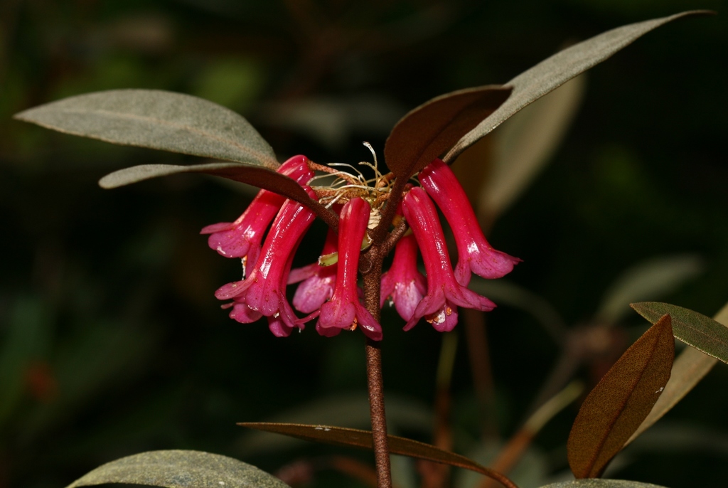 Malayovireya