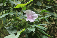 Ipomoea setosa
