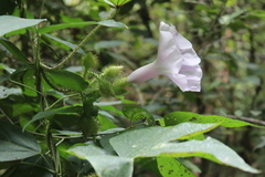 Ipomoea setosa