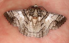 Hypobapta diffundens