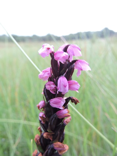 Brachycorythis buchananii image