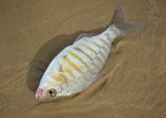 Amphistichus argenteus