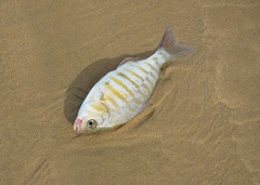 Amphistichus argenteus