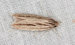 Leistarcha scitissimella