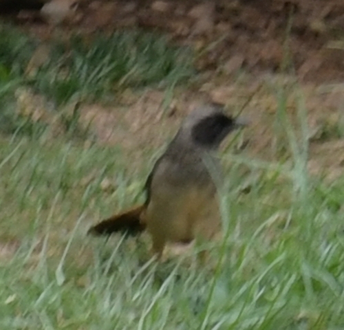 Masked Laughingthrush