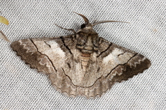 Hypobapta diffundens