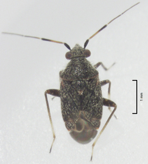 Charagochilus