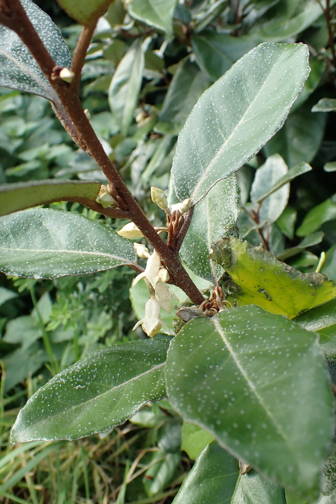 Elaeagnus × ebbingei