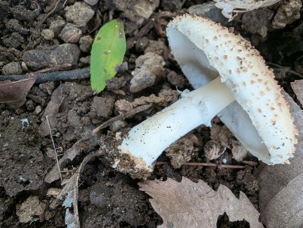 Echinoderma asperum · October 2025 · photo: © atsushi_nakajima_cirque (iNaturalist, cc-by)
