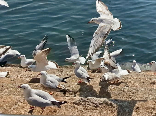 Black-headed Gull