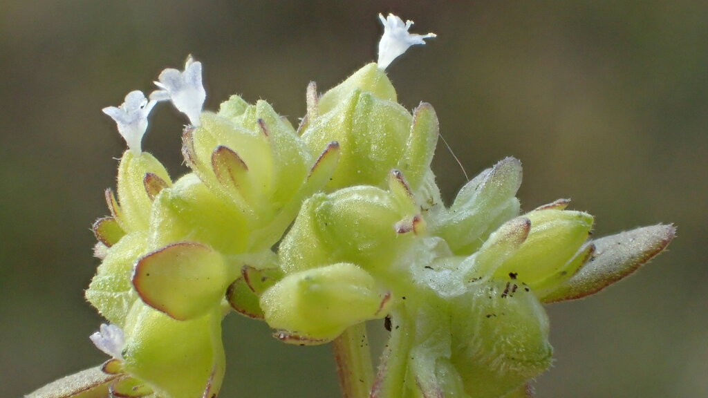 Valerianella locusta