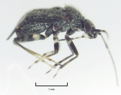 Charagochilus