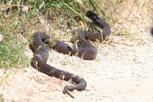 Rottnest Island Dugite sighting
