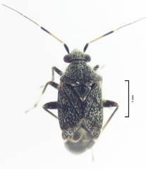 Charagochilus