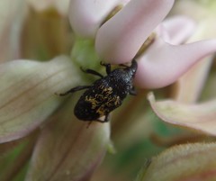 Glyptobaris lecontei