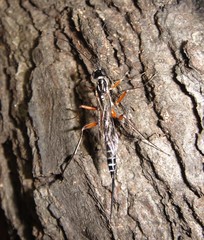 Poemeniinae