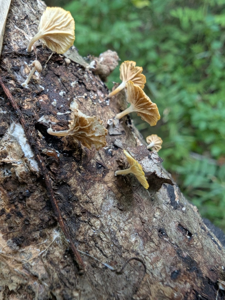 Gerronema nemorale