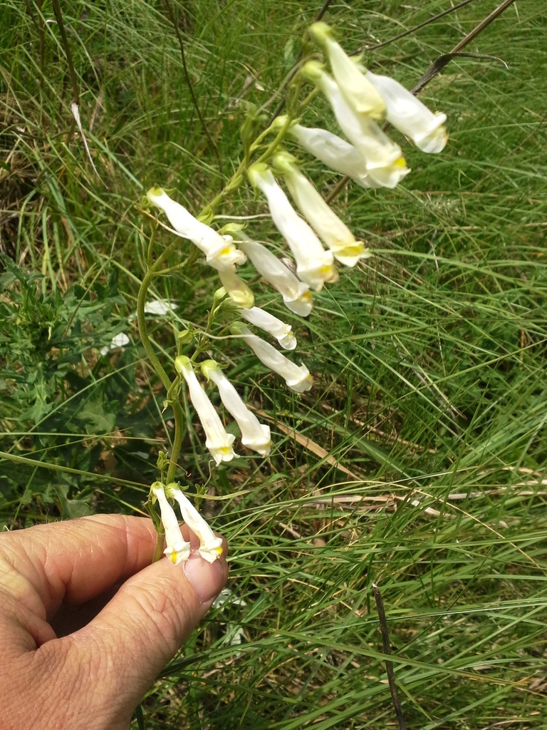 Oklahoma Beardtongue