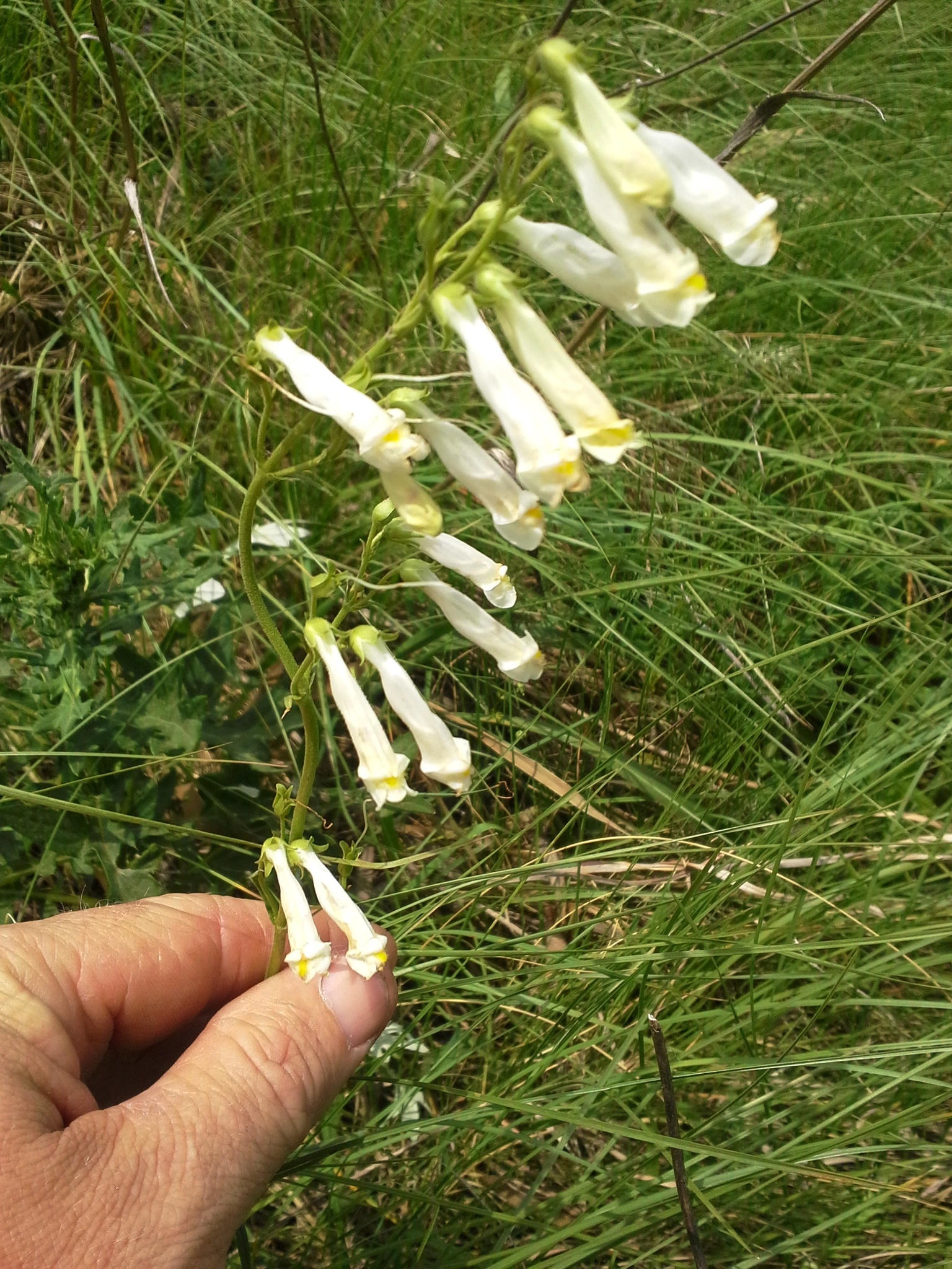 Penstemon oklahomensis