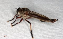 Dolopus simulans