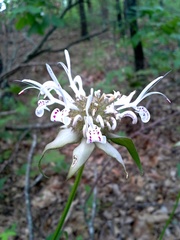Monarda russeliana