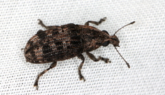Taburnus neglectus