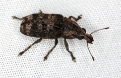 Taburnus neglectus