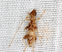 Escalonia loxleyae