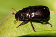 Scarabaeidae