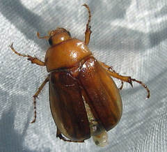 Amphimallon solstitiale