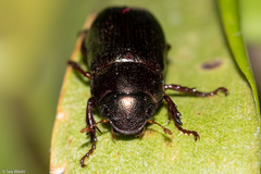 Scarabaeidae