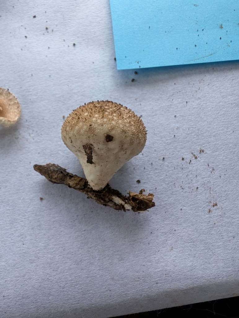 Lycoperdon perlatum · October 2025 · photo: © atsushi_nakajima_cirque (iNaturalist, cc-by)