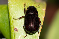Scarabaeidae