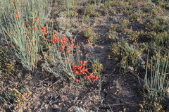 Ephedra intermedia