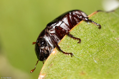 Scarabaeidae