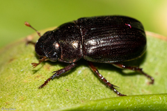 Scarabaeidae